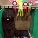 Alfie with his prizes